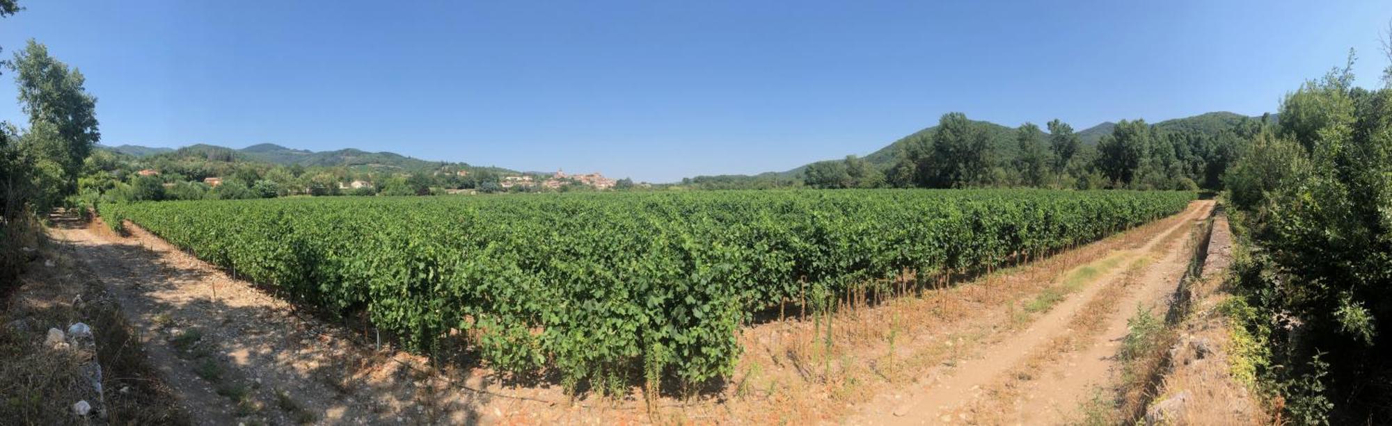 Villa Les Martinets-Piscine-Jacuzzi-Voie Verte-Gorges D'Heric-Massif Du Caroux Mons Olargues 34600 Le Poujol-sur-Orb 외부 사진